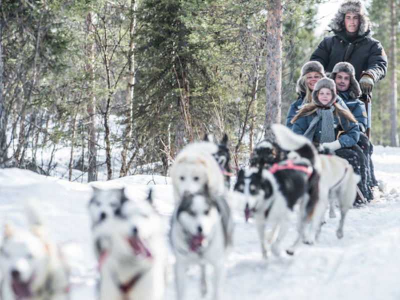 Picture of Sled dog ride in winter wonderland